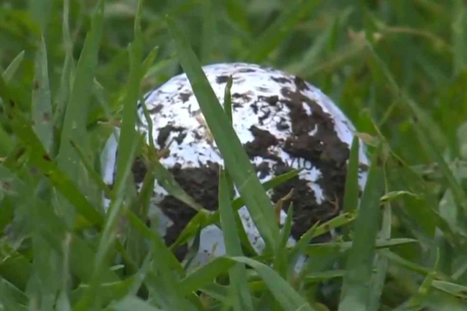 DPWT, Jobur Open 26 j1, Houghton GC, Ángel Ayora, Videos de Golf,