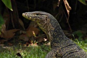 LIV Golf Singapore, LIV Golf, Animales en Golf, Sentosa Golf Club, Lagartos monitores,